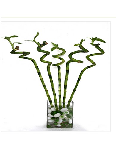 CAPPL 60 cm Live Lucky Bamboo Spiral Sticks Indoor Plant Without Glass Container (12 Sticks) ) For Living Room, Desk, Table Corner, Office, Home Decoration